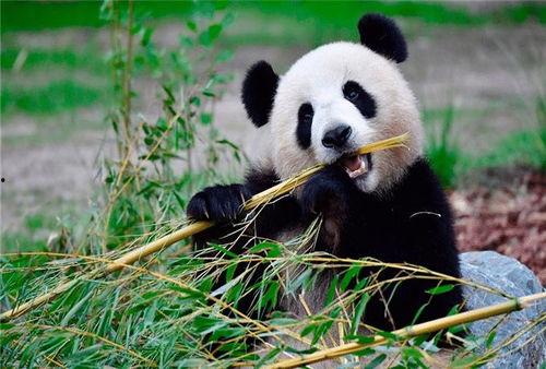 熊猫duck吃瓜黑料